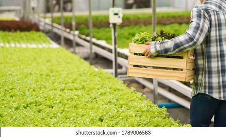 Farmer harvest farm products and fresh vegetables in greenhouse or organic farm by using wooden basket for supply chain and delivery to customer as hydroponic farm and agriculture business concept