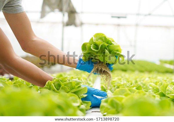 Farmer harvest farm products\
and fresh vegetables in greenhouse or organic farm for supply chain\
and delivery to customer hydroponic farm and agriculture for food\
supply