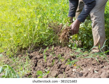 Farmer Harvest Peanut On Agriculture Plantation.