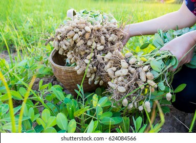 2,795 Groundnut Farm Images, Stock Photos & Vectors 