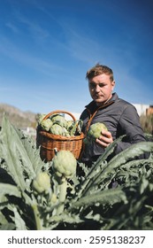 El agricultor está cosechando alcachofas en su campo, sosteniendo una canasta de mimbre llena de alcachofas recién recolectadas y mostrando una en su mano, promoviendo la agricultura sostenible y ecológica
