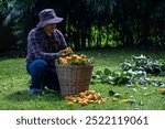 Farmer is harvesting bunch of organics persimmon during autumn season in the countryside orchard for fruit picking and homegrown produce and food foraging in rural agriculture area concept