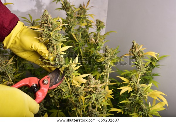 Farmer Harvesting Cannabis Flower Cultivation Marijuana - 