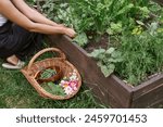 Farmer harvesting chard leaves and vegetables in wicker basket from raised garden bed, close up. Homestead lifestyle. Growing vegetables and salad in urban organic garden