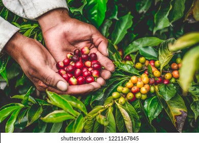 Farmer Harvesting Coffee
