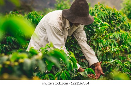 Farmer Harvesting Coffee
