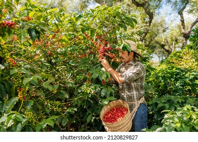 Farmer Harvesting Coffee On A Plantation In Guatemala.