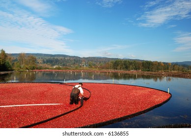 farmer harvesting cranberries in bog