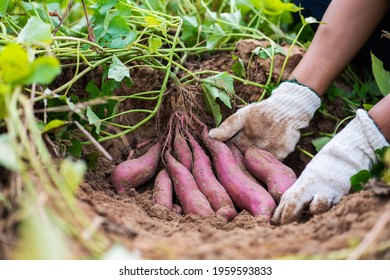 5,825 Farmer sweet potato Images, Stock Photos & Vectors | Shutterstock