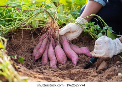 3,343 Sweet Potato Tree Images, Stock Photos & Vectors | Shutterstock