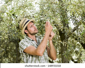 farmer is harvesting olives and checking the state of maturity of its olives - Powered by Shutterstock