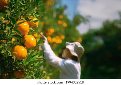 Farmer Harvesting Oranges In An Orange Tree Field