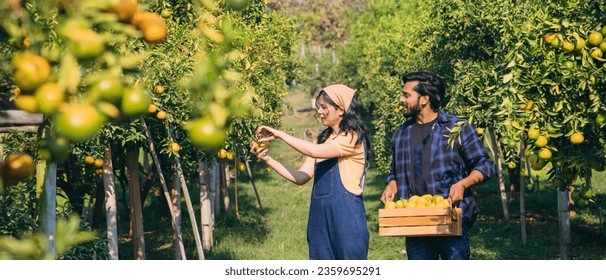 Farmer harvesting oranges in an orange tree field. Worker Gathering Ripe Citrus Fruits in Sunlit. Abundant Citrus Harvest. Picking Oranges from Lush Citrus Grove. - Powered by Shutterstock