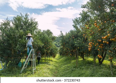 Farmer Harvesting Oranges In An Orange Tree Field