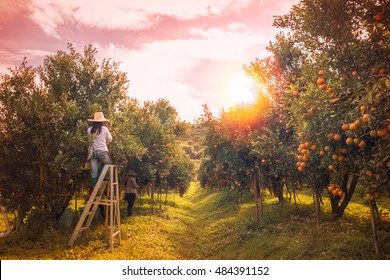 Farmer Harvesting Oranges In An Orange Tree Field In Morning.