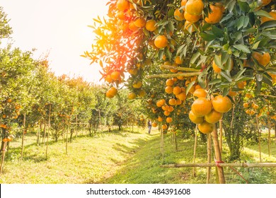 Farmer harvesting oranges in an orange tree field in morning.