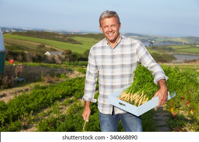 Farmer Harvesting Organic Carrot Crop On Farm