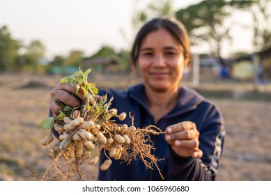 Farmer Harvesting Peanut In The Field