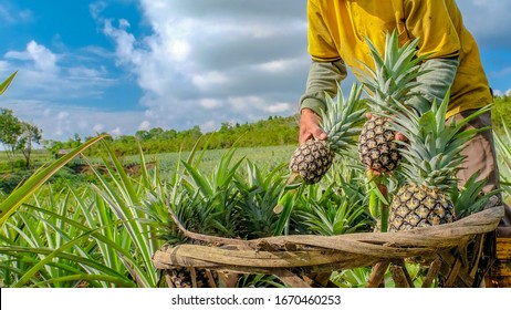 Farmer harvesting in pineapple farm , fruits field. - Powered by Shutterstock