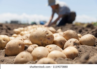 Farmer Harvesting Potato In The Farmland