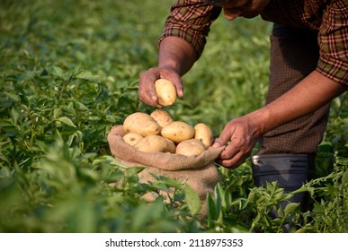 Farmer harvesting potato in the farmland. Potato Farming. Fresh organic potatoes in the field. Potato field with sacks of potato. - Powered by Shutterstock