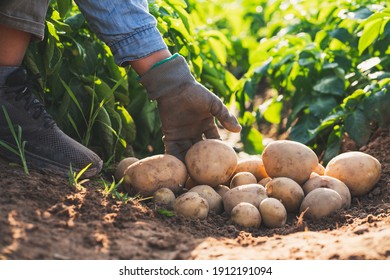 Farmer Harvesting Potatoes In The Field.