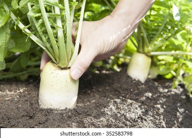 farmer harvesting radish