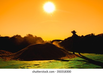 Farmer Harvesting Their Rice. He Working Under The Very Hot Weather From Sunshine, Which Is Can Cause Of Heat Stroke.