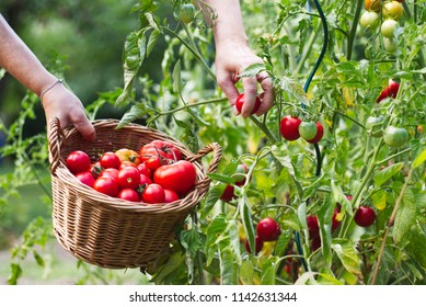 Farmer is harvesting tomatoes. Woman´s hands picking fresh tomatoes to wicker basket. Organic garden. Harvest season at farm