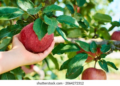 Farmer Harvests Apples. Female Hand Picks Ripe Apple From Branch Of Tree.