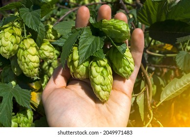 The Farmer Harvests The Hops.  Hop Bush On The Farm. 