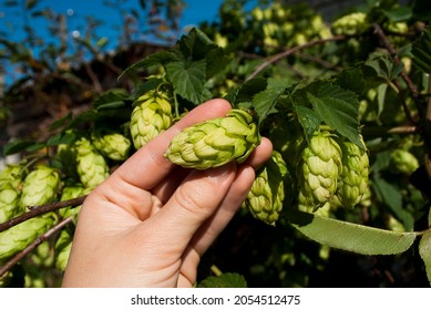 The Farmer Harvests The Hops.  Hop Bush On The Farm. 