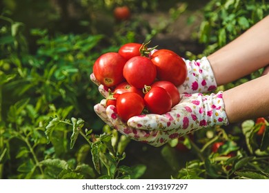 The farmer harvests tomatoes in the garden. Selective focus. Food. - Powered by Shutterstock