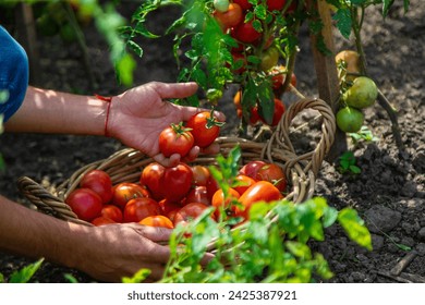 A farmer harvests tomatoes in the garden. Selective focus. Food. - Powered by Shutterstock