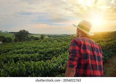 Farmer With Hat In Front Of A Coffee Plantation Crop, In A Sunset Day On Farm. Agricultural Worker At Field.