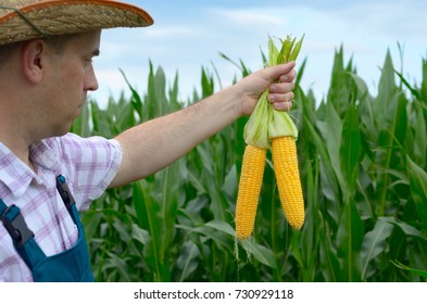 Farmer In Hat Inspecting Corn Cobs With Field At Background