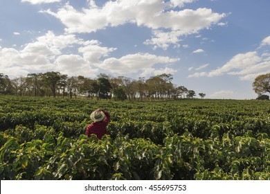 Farmer With Hat Looking The Coffee Plantation Field