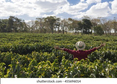 Farmer With Hat Looking The Coffee Plantation Field