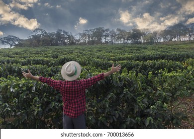 Farmer With Hat Looking The Coffee Plantation Field