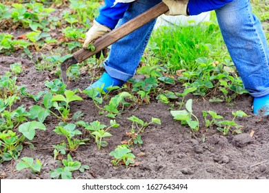 The farmer with the help of a hoe, with his own hands weeds strawberry bushes and removes weeds from the soil on the field.
