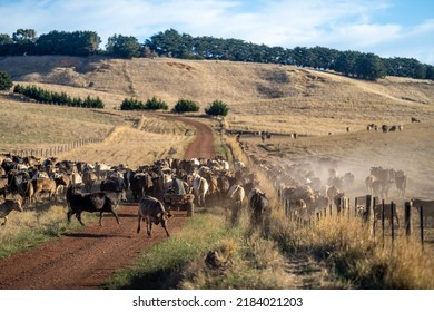Farmer Herding Cows In A Field, Angus, Wagyu, Murray Grey, Dairy And Beef Cows And Bulls Grazing On Grass And Pasture In A Field. Organic And Free Range, Being Grown On A Farm In Tasmania Australia.