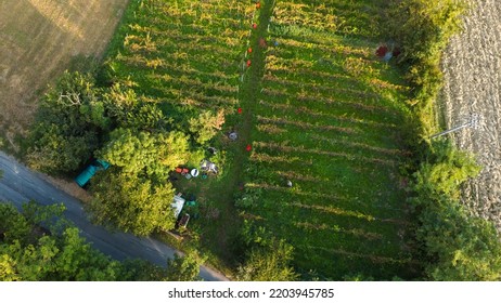 Farmer Heroic Harvesting Grapes In Wine Farm In The Italian Hills Of Castell'Arquato