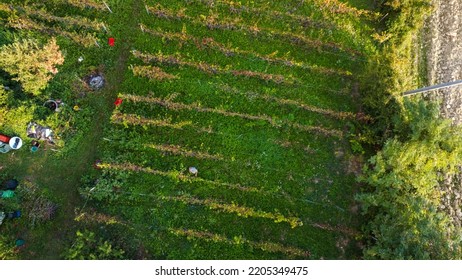 Farmer Heroic Harvesting Grapes In Wine Farm In The Italian Hills Of Castell'Arquato