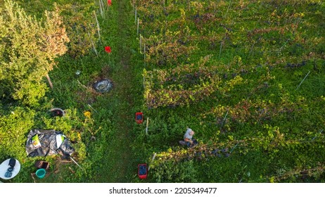 Farmer Heroic Harvesting Grapes In Wine Farm In The Italian Hills Of Castell'Arquato