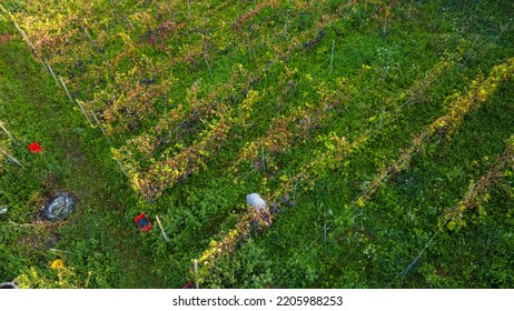 Farmer Heroic Harvesting Grapes In Wine Farm In The Italian Hills Of Castell'Arquato