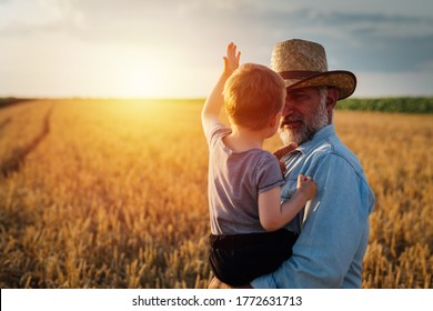 Farmer And His Grandson Walking Fields Of Wheat