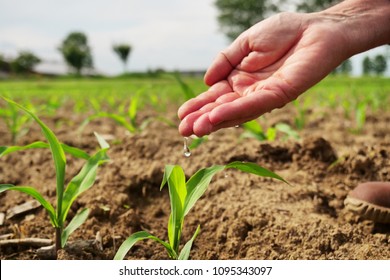 A farmer in his land checks his newly sown seedlings and cares for them by fertilizing them and watering them with love. Concept of: nature, bio, agriculture.