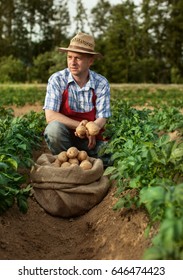 Farmer At His Potato Field