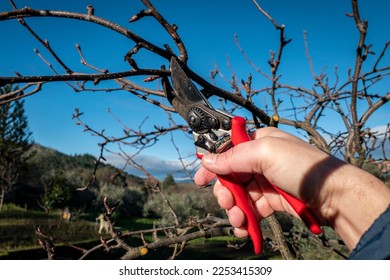 Farmer with his pruning shears cutting small branches on the apple tree - Powered by Shutterstock