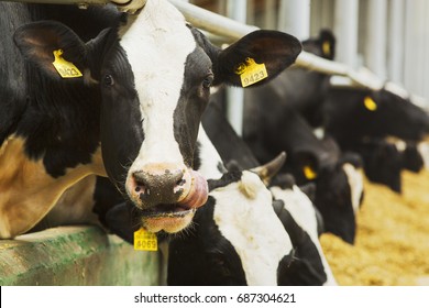 Farmer hits back after cow. Modern farm cowshed. Milking cows.
Cows eating lucerne hay.